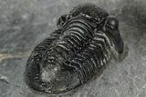 Detailed Gerastos Trilobite Fossil - Morocco #351272-4